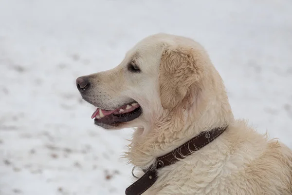 Portret uroczego labradora retrievera w parku zimowym. Zwierzęta domowe. — Zdjęcie stockowe