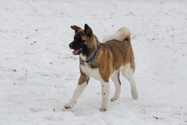 Leuke Amerikaanse akita puppy loopt in het winterpark. Dieren. — Stockfoto