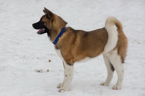 Der süße amerikanische Akita-Welpe steht auf einem weißen Schnee im Winterpark. Haustiere. — Stockfoto