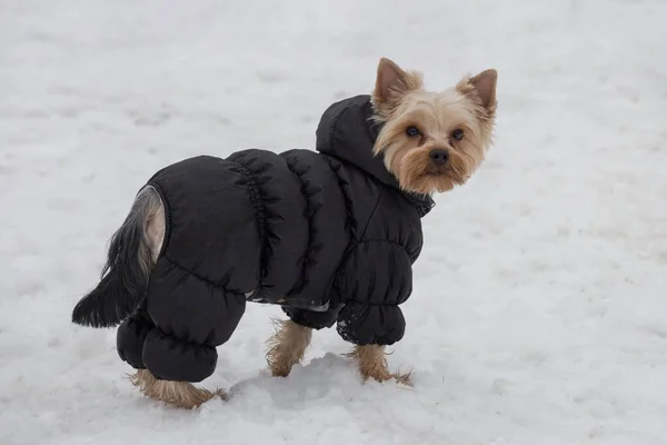 Lindo yorkshire terrier cachorro en abrigo negro está mirando a la cámara. Animales de compañía . —  Fotos de Stock