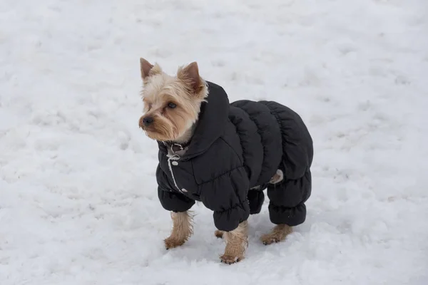 穿着黑色外套的可爱的约克郡小狗站在冬季公园里。宠物动物. — 图库照片