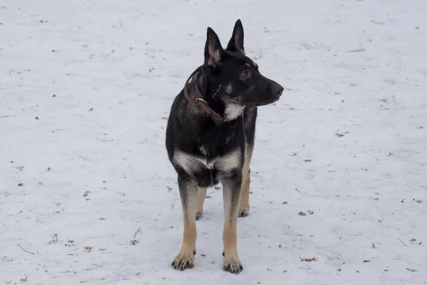 Pastore dell'Europa orientale è in piedi su una neve bianca nel parco invernale. Animali da compagnia . — Foto Stock