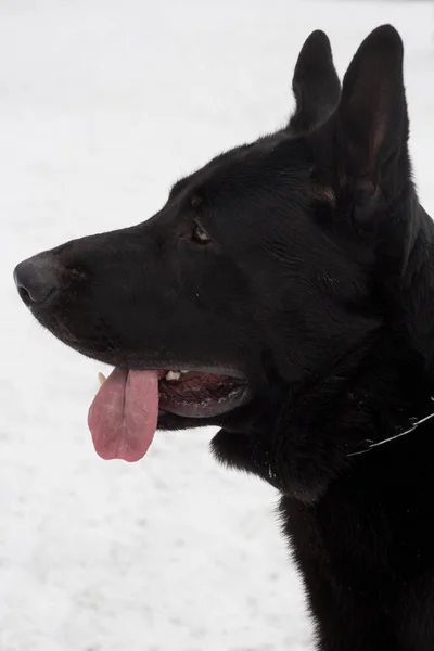 白い雪の背景に東ヨーロッパの羊飼いの犬。ペット動物. — ストック写真