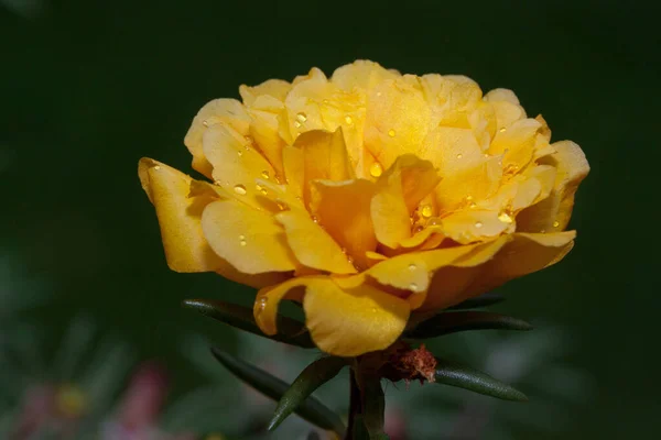 Schöne gelbe Rose mit Wassertropfen. Lebendige Natur. — Stockfoto