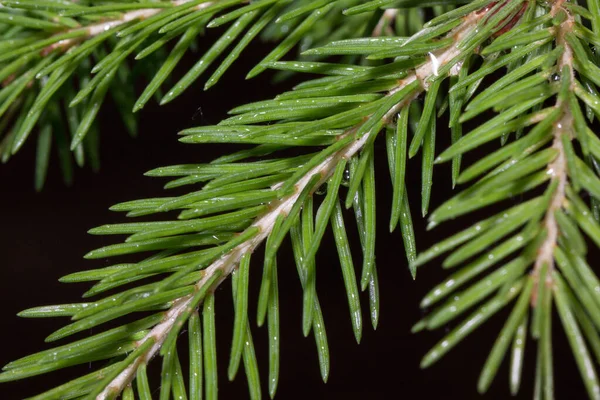 Unga gröna kvistar av tall med droppar vatten. — Stockfoto