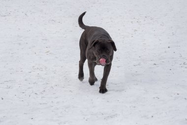 Şirin İtalyan mastif köpeği kış parkında yürüyor. Evcil hayvanlar. Safkan köpek..