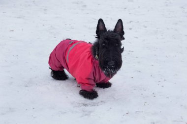 Şirin İskoç Teriyer köpeği kameraya bakıyor. Evcil hayvanlar. Safkan köpek..