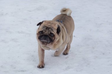 Şirin Çin köpeği kış parkında beyaz bir karla koşuyor. Evcil hayvanlar. Safkan köpek..