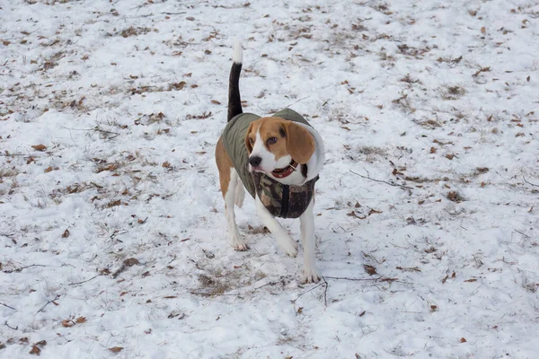 Cachorro Beagle Inglés Está Pie Parque Invierno Animales Compañía Perro —  Fotos de Stock
