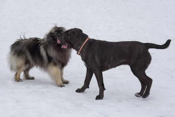 Deutscher Wolfspitz Talyan Mastiff Puppy Kış Parkında Duruyorlar Evcil Hayvanlar — Stok fotoğraf