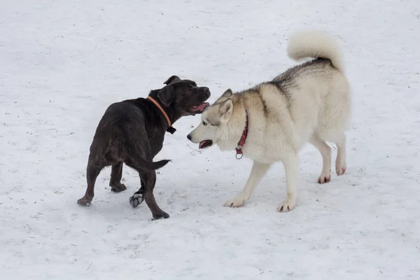Kış Parkında Sibirya Kurdu Italyan Mastiff Köpeği Oynuyorlar Evcil Hayvanlar — Stok fotoğraf