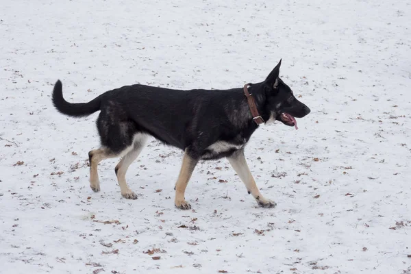 Oost Europese Herder Loopt Het Winterpark Dieren Gewone Hond — Stockfoto