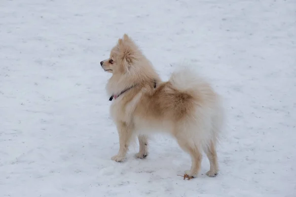 Cachorro Spitz Pomeraniano Color Crema Está Pie Sobre Una Nieve —  Fotos de Stock