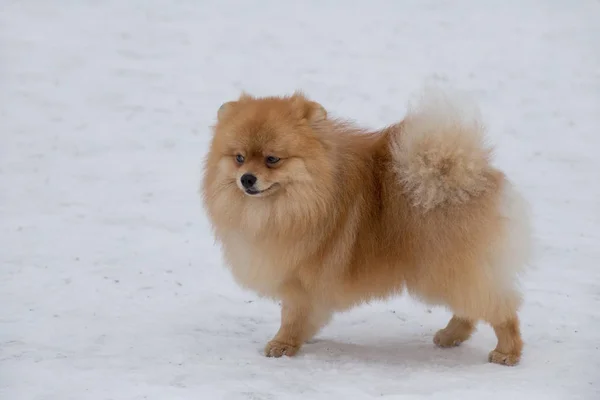 冬の公園の白い雪の上には 赤い安定したザトウヒの子犬が立っています ドイツのスピッツかツヴェルスピッツだ ペット動物 — ストック写真