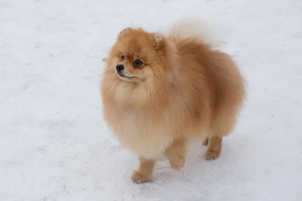 冬の公園では 白い雪の上に好奇心旺盛なポメラニアン スピッツ 子犬が立っています ドイツのスピッツかツヴェルスピッツだ ペット動物 — ストック写真