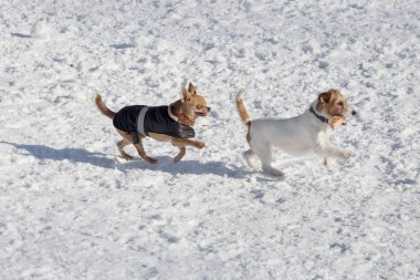 Jack Russell Terrier köpeği ve Chihuahua köpeği kış parkında oynuyorlar. Evcil hayvanlar. Safkan köpek.
