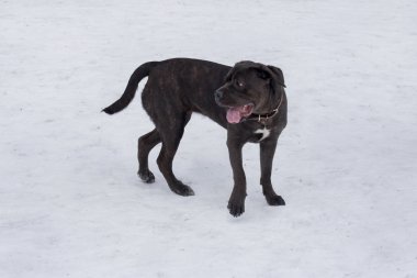 Şirin İtalyan mastif köpeği kış parkında yürüyor. Evcil hayvanlar. Safkan köpek..