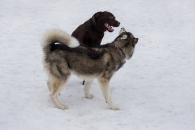 Sibirya Husky ve Labrador Retriever kış parkında oynuyorlar. Evcil hayvanlar. Safkan köpek..