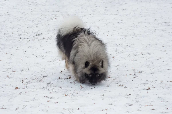 Leuke Deutscher Wolfspitz Puppy Zoekt Sporen Het Winterpark Dieren Gewone — Stockfoto