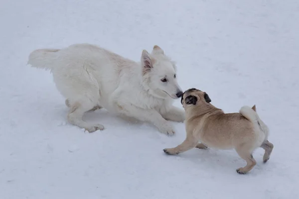 Şirin Çin Boksörü Köpek Yavrusu Beyaz Sviçre Çoban Köpeği Kış — Stok fotoğraf