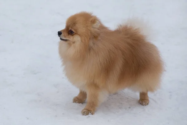 Cute Pomeranian Szczeniak Spitz Stoi Białym Śniegu Parku Zimowym Deutscher — Zdjęcie stockowe