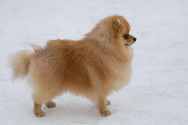 冬季公园里 一只红色的可怜虫斯皮茨小狗站在白雪上 Deutscher Spitz或Zwergspitz 宠物动物 — 图库照片