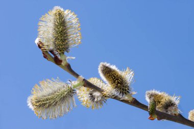 Young branch of blossoming pussy willow against the blue sky. Isolated object. Awakening of nature.