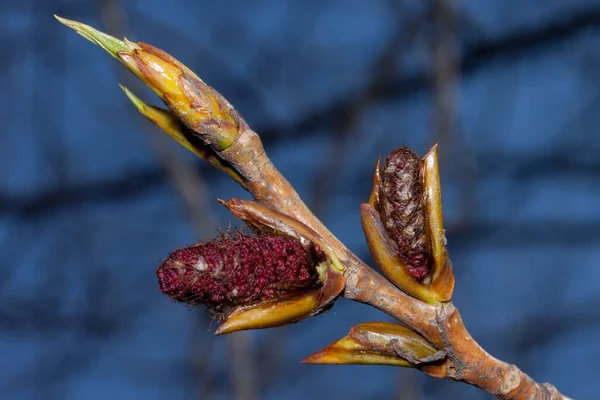 Ung Kvist Blommande Poppel Träd Med Manliga Catkins Populus Canadensis — Stockfoto
