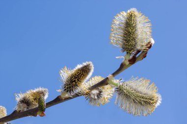 Young branch of blossoming pussy willow against the blue sky. Isolated object. Awakening of nature.