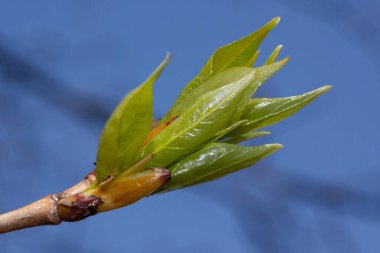 Mavi gökyüzüne karşı çiçek açan kavak ağacının taze yeşil yaprakları. Doğayı yaşa.