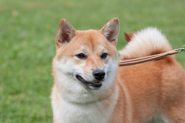 Şirin kırmızı shiba inu yeşil çimlerin üzerinde duruyor. Evcil hayvanlar. Safkan köpek..