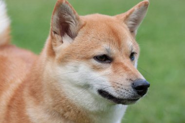Sevimli kırmızı shiba inu yakın. Evcil hayvanlar. Safkan köpek.