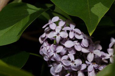 Çiçekler açan genç leylak çiçekleri. Doğanın uyanışı..