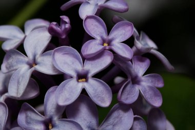 Bahar ormanında çiçek açan leylak dalları. Doğanın uyanışı..