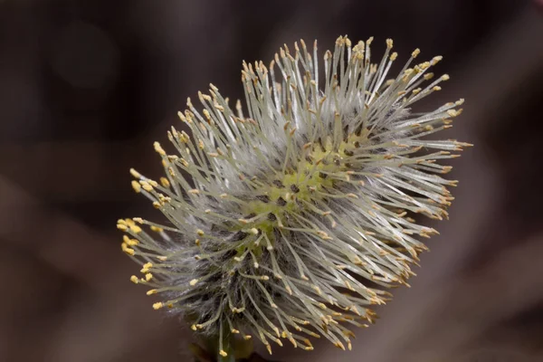Çiçek Açan Genç Söğüdü Dalı Yakın Çekim Doğanın Uyanışı — Stok fotoğraf