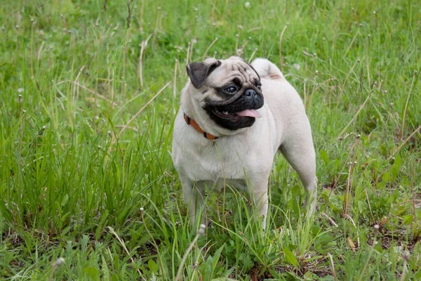 中国の豚の子犬のクリーム色の緑の牧草地に立っている オランダのマスチフやモップ ペット動物 — ストック写真