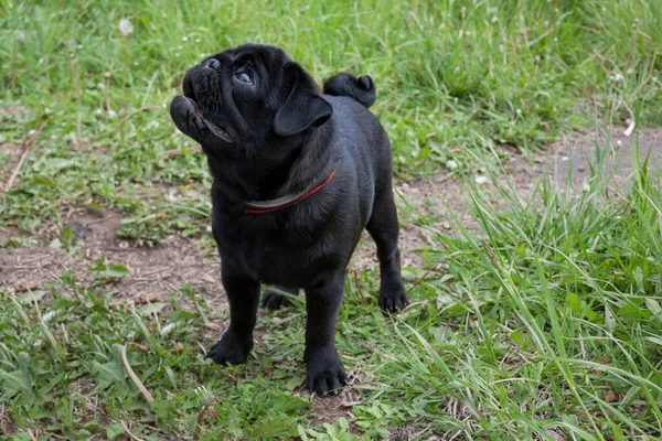 Cagnolino Cinese Nero Piedi Prato Primaverile Mastino Olandese Stracci Animali — Foto Stock