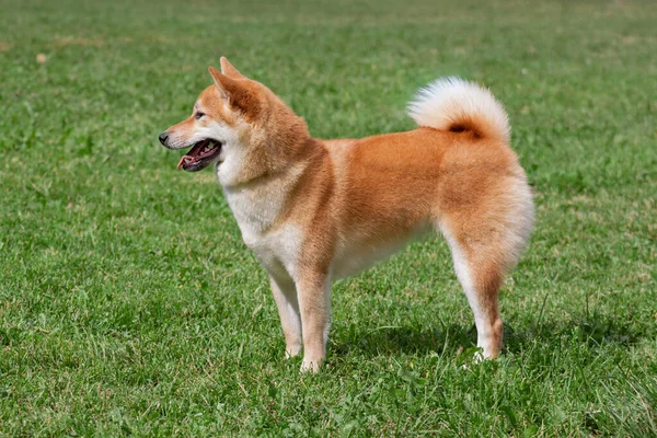 Kırmızı Shiba Inu Yeşil Bir Çayırda Duruyor Evcil Hayvanlar Safkan — Stok fotoğraf