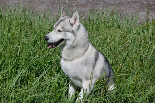 Roztomilý Sibiřský Husky Sedí Zelené Trávě Domácí Zvířata — Stock fotografie