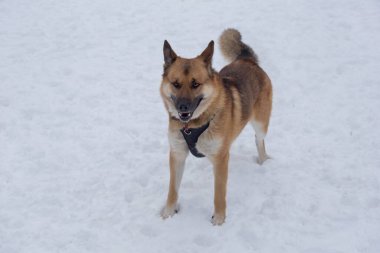 Kış parkında beyaz bir karın üzerinde duran çok soylu şirin bir köpek. Hayat umudu.