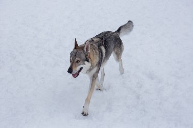 Çekoslovak kurt köpeği kış parkında beyaz bir karla koşuyor. Evcil hayvanlar. Safkan köpek..