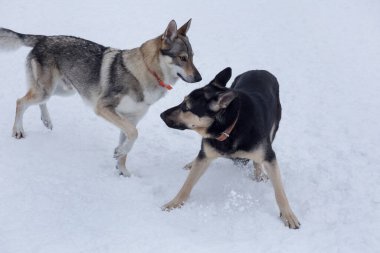 Doğu Avrupa çoban köpeği ve Czechoslovak kurt köpeği kış parkında beyaz bir karla oynuyorlar. Evcil hayvanlar..