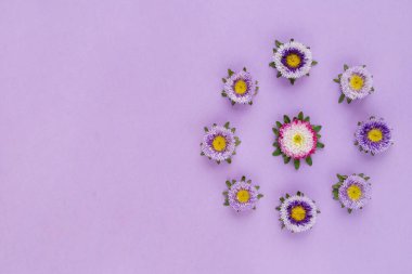 Çiçekler Callistephus Chinensis 'ten. Menekşe arkaplanda izole edilmiş. Pankartlar, davetiyeler, kartpostallar için kullanılabilir. Düz yatıyordu.