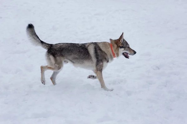 Cane Lupo Cecoslovacco Cammina Una Neve Bianca Nel Parco Invernale — Foto Stock