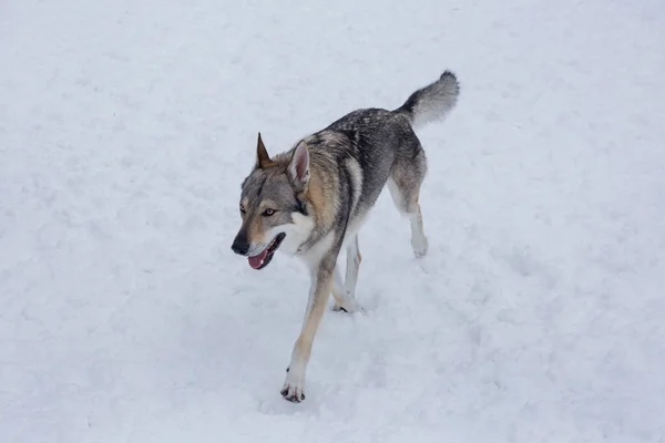 Cane Lupo Cecoslovacco Corre Una Neve Bianca Nel Parco Invernale — Foto Stock