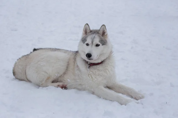 Lindo Husky Siberiano Está Acostado Una Nieve Blanca Parque Invierno —  Fotos de Stock