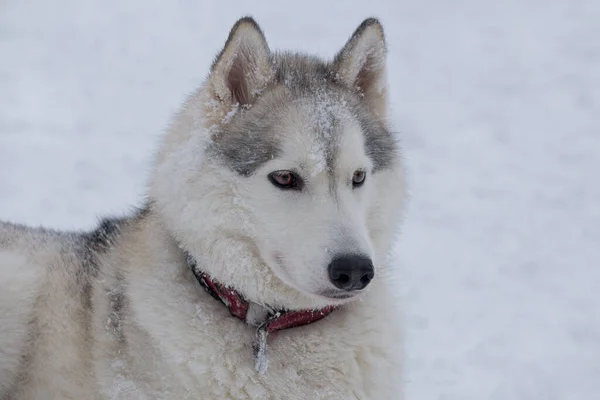 Retrato Del Lindo Husky Siberiano Yace Sobre Una Nieve Blanca —  Fotos de Stock