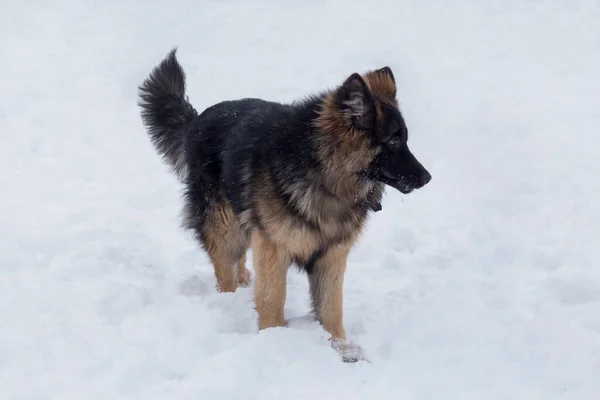 Leuke Duitse Herdershond Puppy Staat Een Witte Sneeuw Het Winterpark — Stockfoto