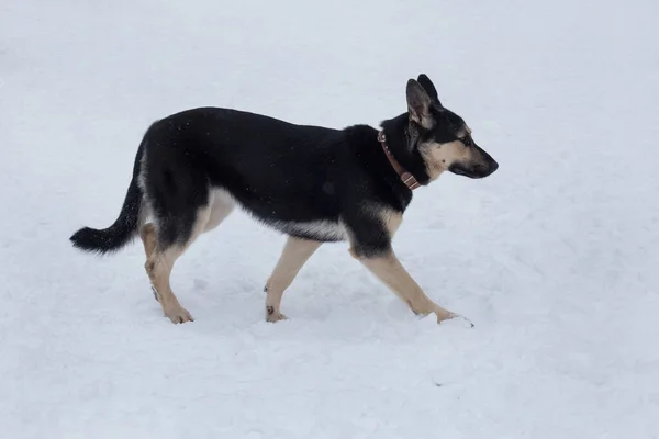 Östeuropeisk Herdehund Går Vit Snö Vinterparken Sällskapsdjur Renrasiga Hundar — Stockfoto