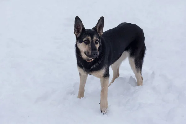 東ヨーロッパの羊飼いの犬は冬の公園の白い雪の上に立っている ペット動物 純血犬 — ストック写真
